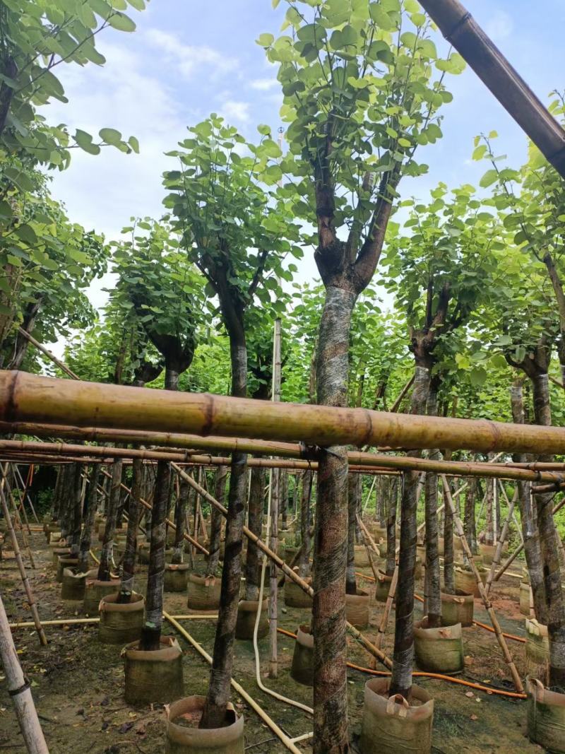 官粉紫荆10-12公分