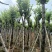 官粉紫荆10-12公分