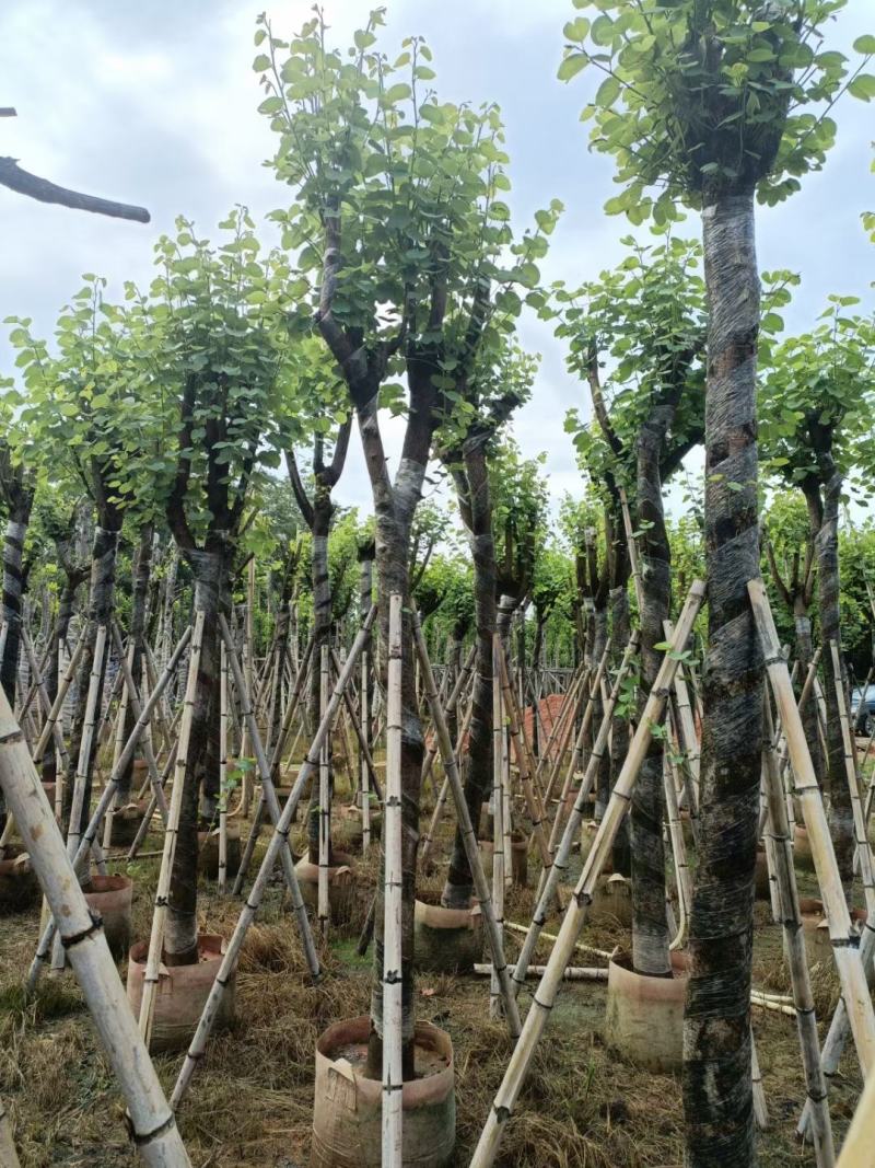 官粉紫荆10-12公分
