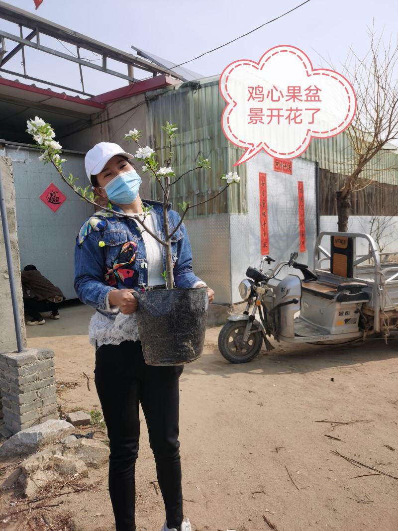 【好货推荐】四季海棠盆景，鸡心果盆景，基地培育，货源充足