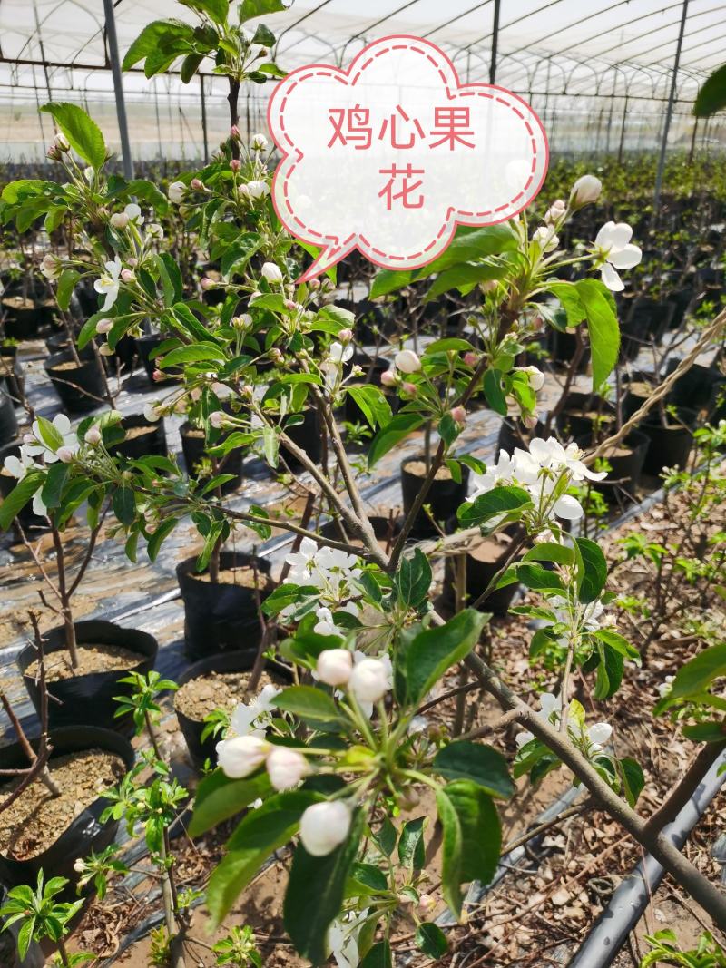 【好货推荐】四季海棠盆景，鸡心果盆景，基地培育，货源充足