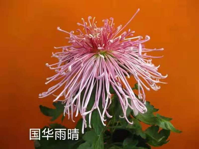 基地直销观赏菊花盆景花卉鲜花除甲醛