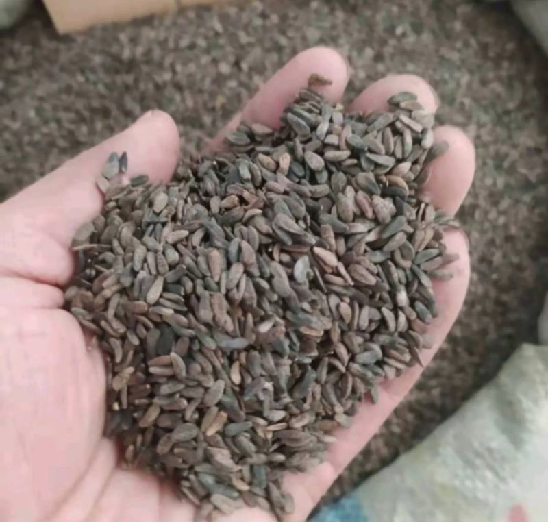 牛蒡子统装500g产地东北振兴药材购销站量大从