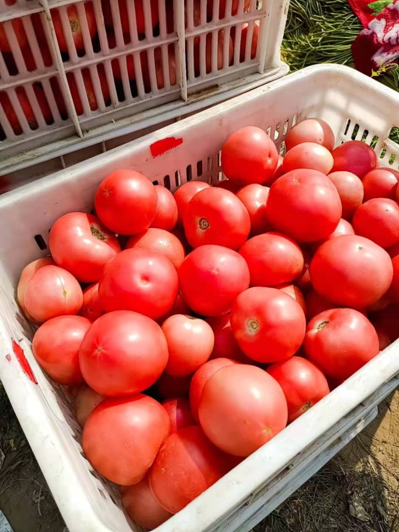 【牛商推荐】河南西红柿一手货源大量供应诚信报价
