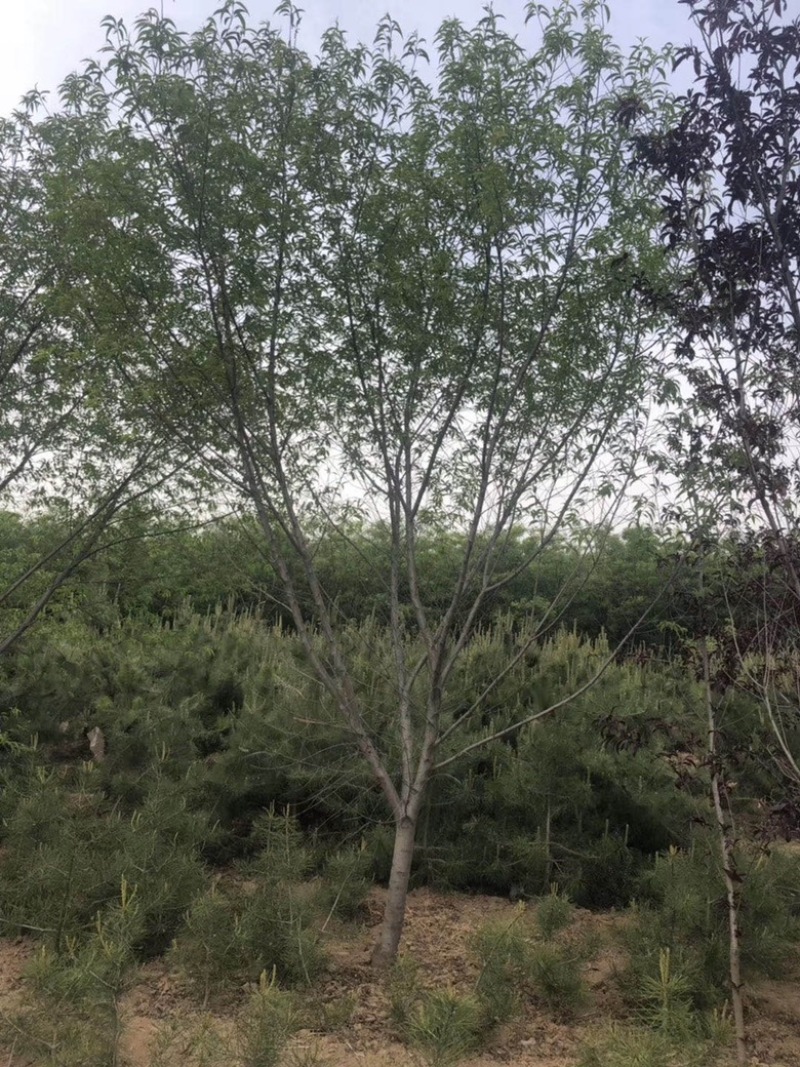 8公分山桃价格，10-12公分山桃价格，山西运城山桃