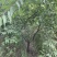 8公分山桃价格，10-12公分山桃价格，山西运城山桃