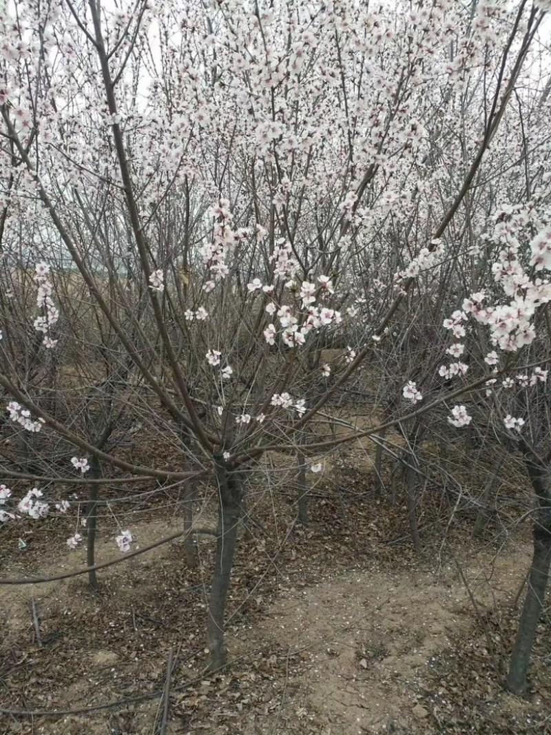 8公分山桃价格，10-12公分山桃价格，山西运城山桃