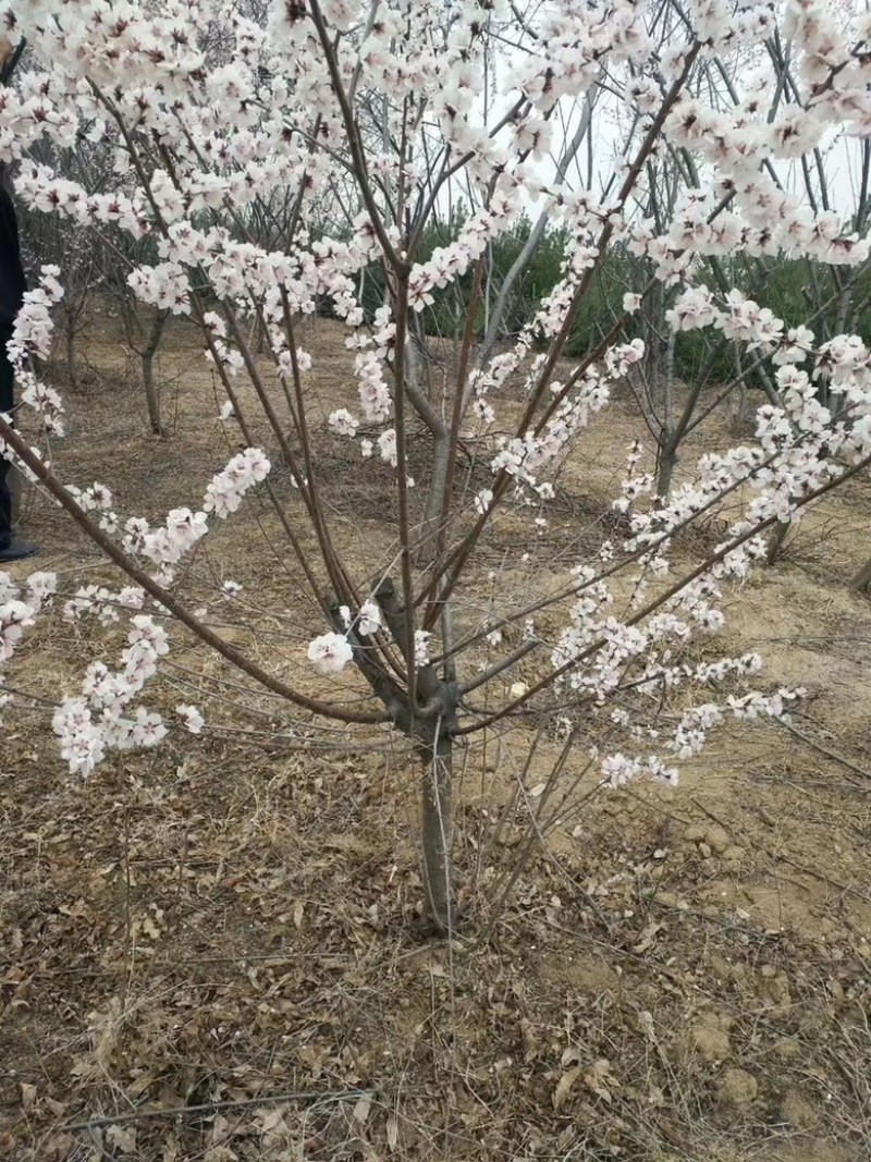 8公分山桃价格，10-12公分山桃价格，山西运城山桃
