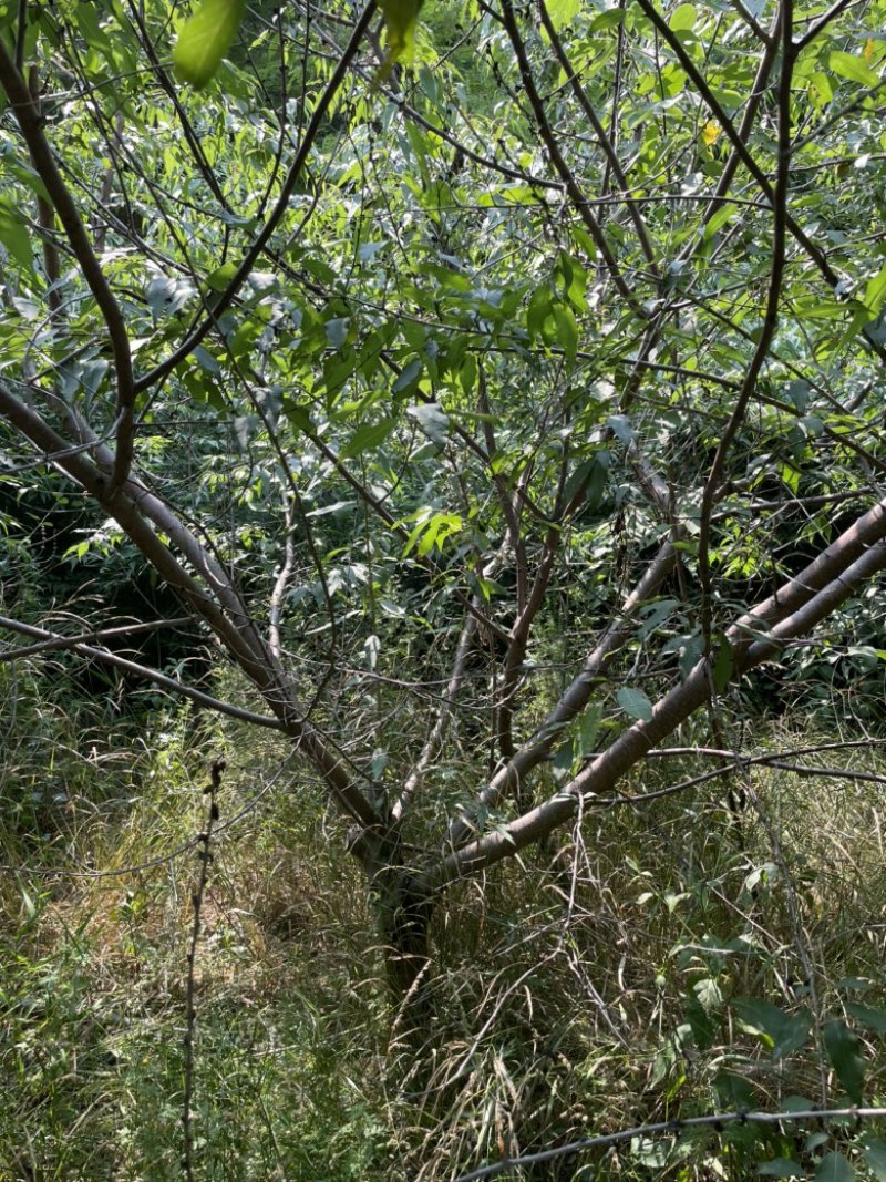 8公分山桃价格，10-12公分山桃价格，山西运城山桃