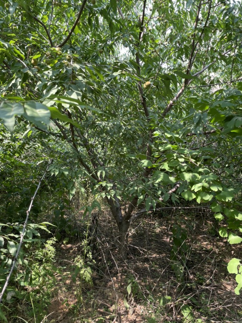 8公分山桃价格，10-12公分山桃价格，山西运城山桃