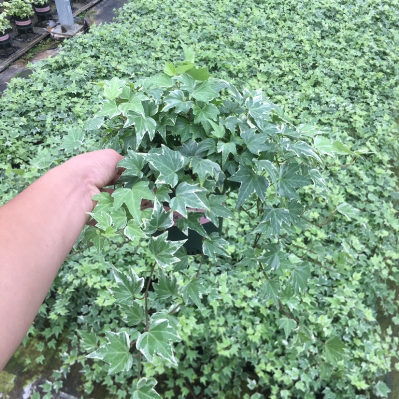 常春藤三个颜色白色螺旋盆165＃带挂钩产地直销一件起批