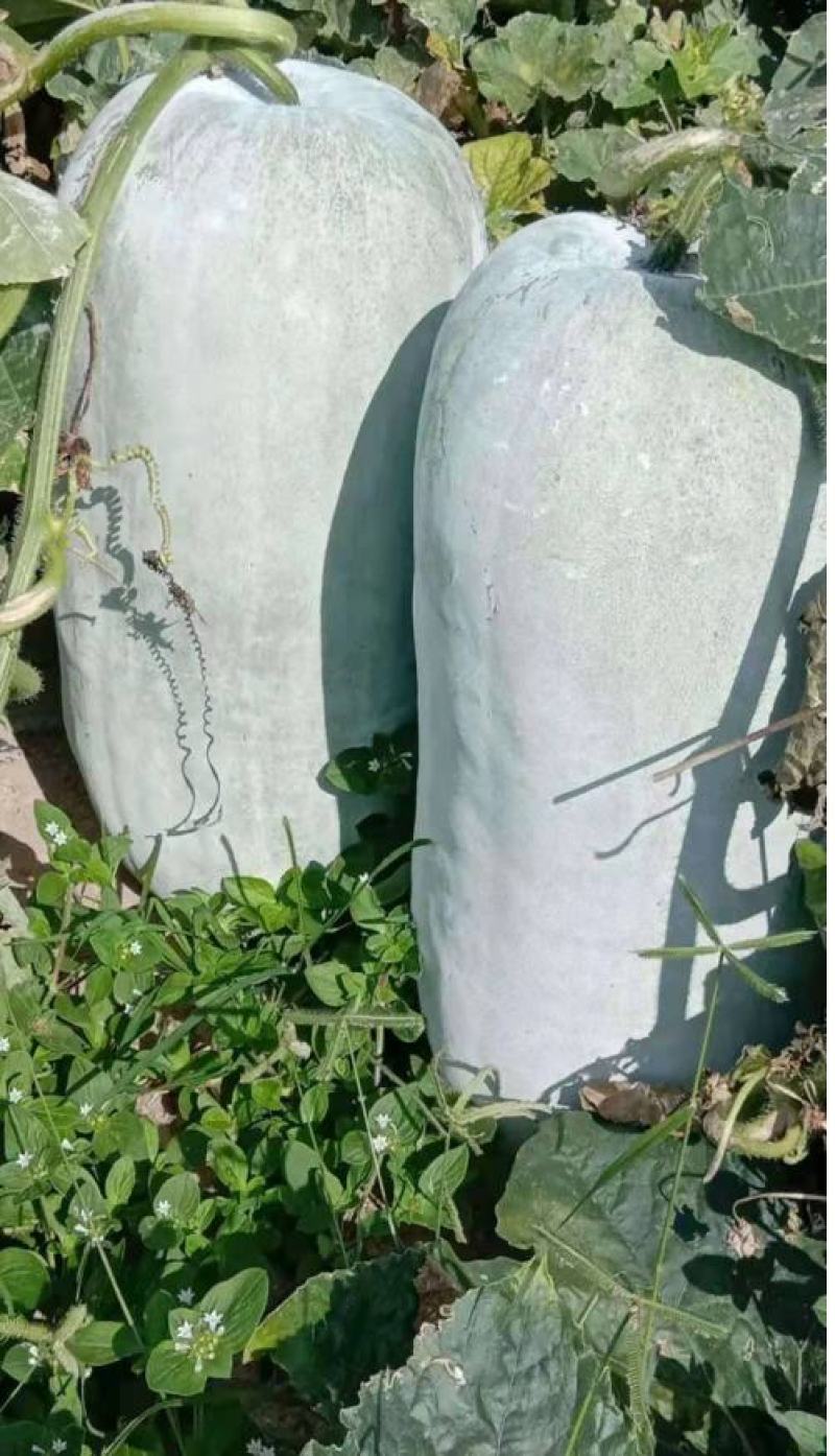 【精选商品】河南吊冬瓜大量上市中欢迎咨询代发全国