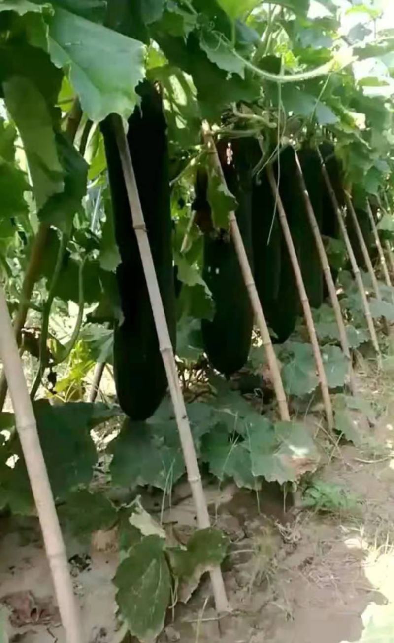 【精选商品】河南吊冬瓜大量上市中欢迎咨询代发全国
