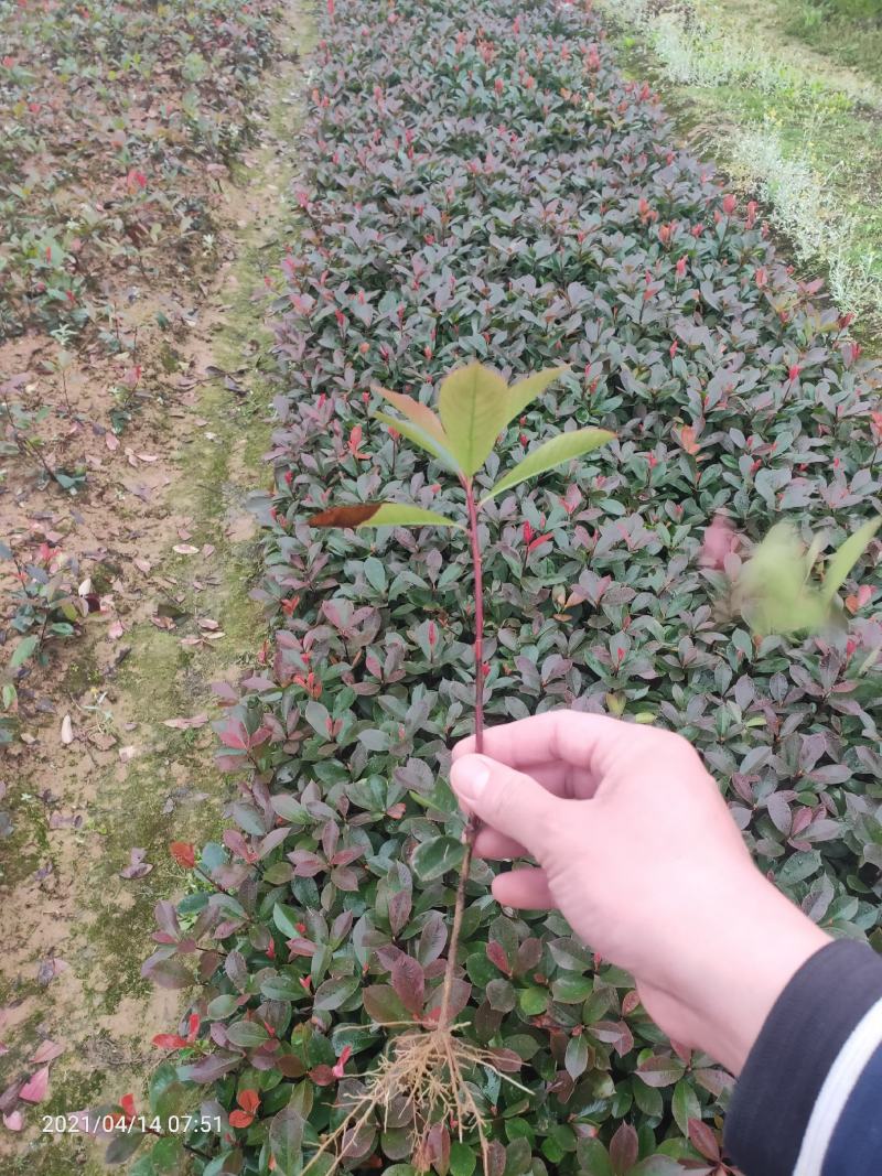 红叶石楠球形或者苗