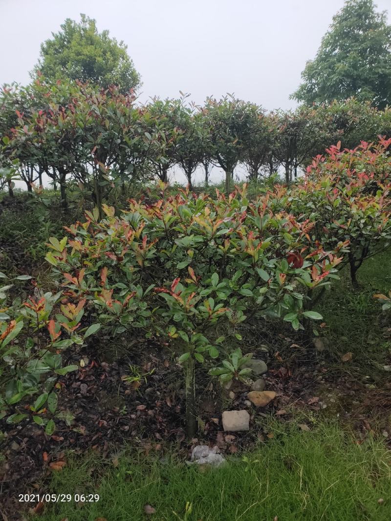 红叶石楠球形或者苗