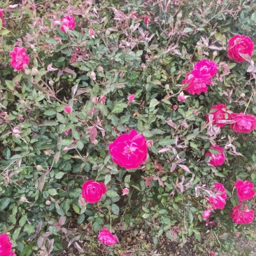 月季花