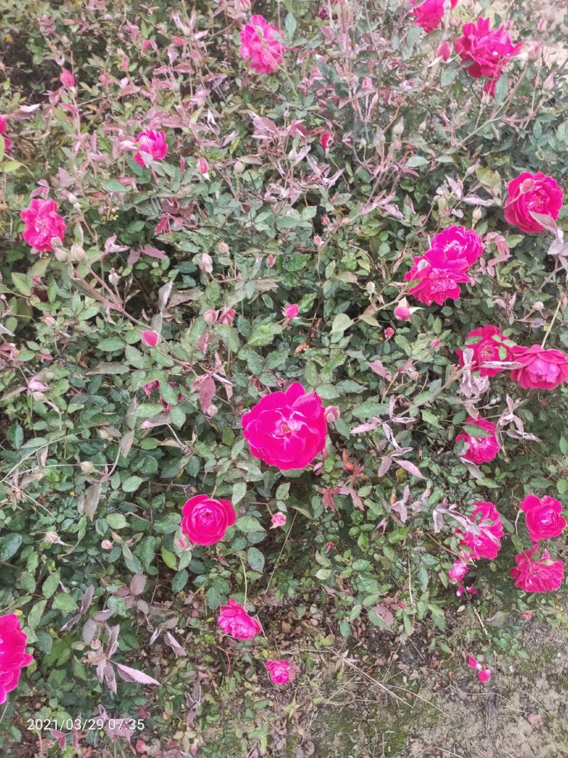 月季花