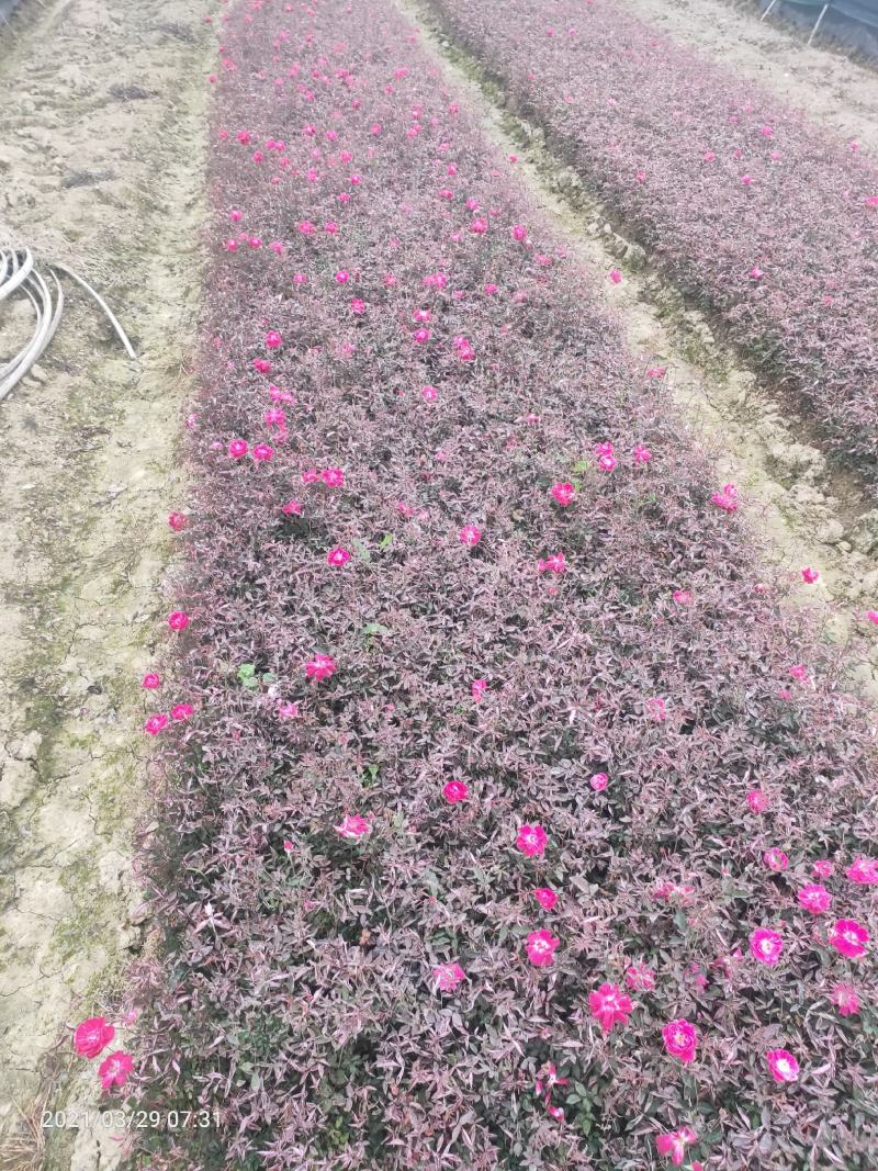 月季花