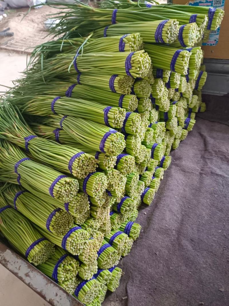河南红帽蒜薹大量上市产地直发一手货源欢迎新老客户采购