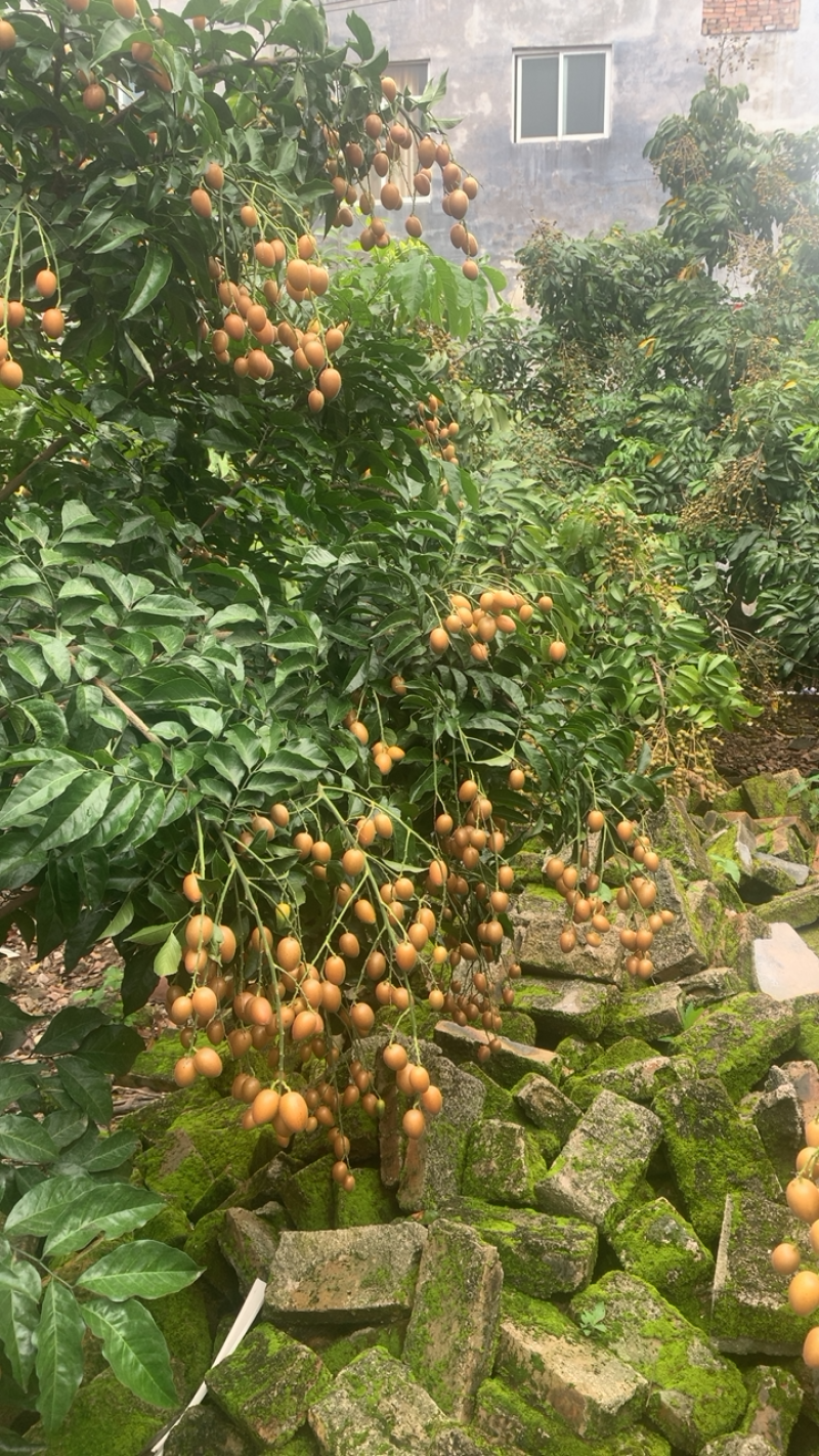 鸡心皮