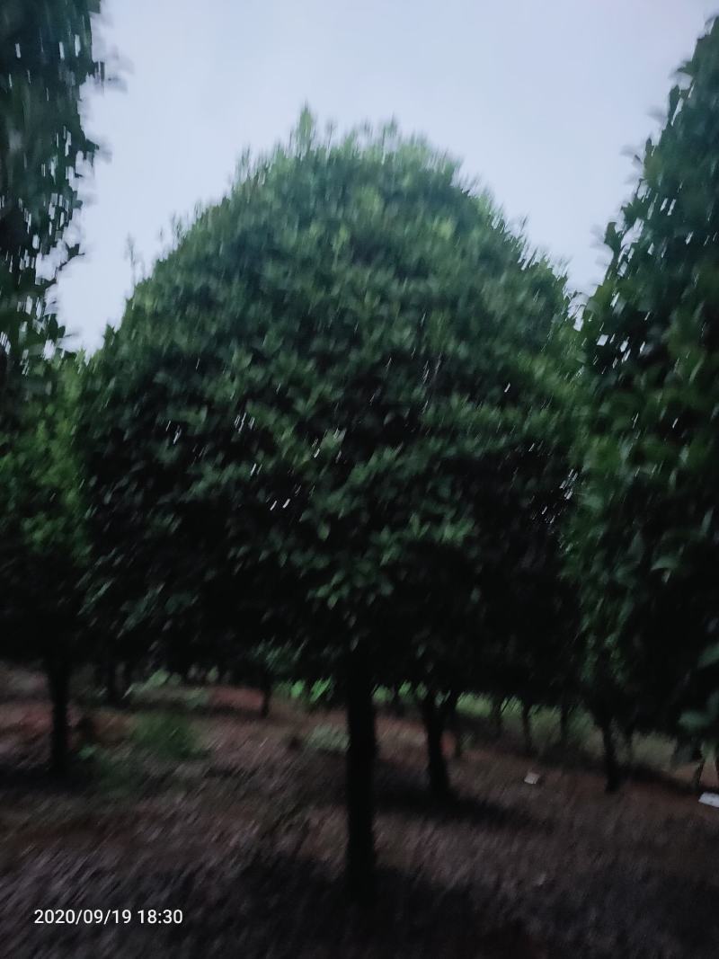 桂花