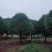 桂花