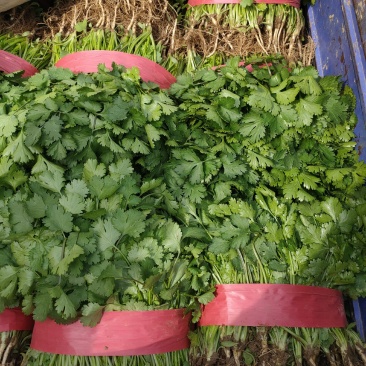 大叶青香菜大量上市中，近期发浙江，安徽，郑州等各大市场。