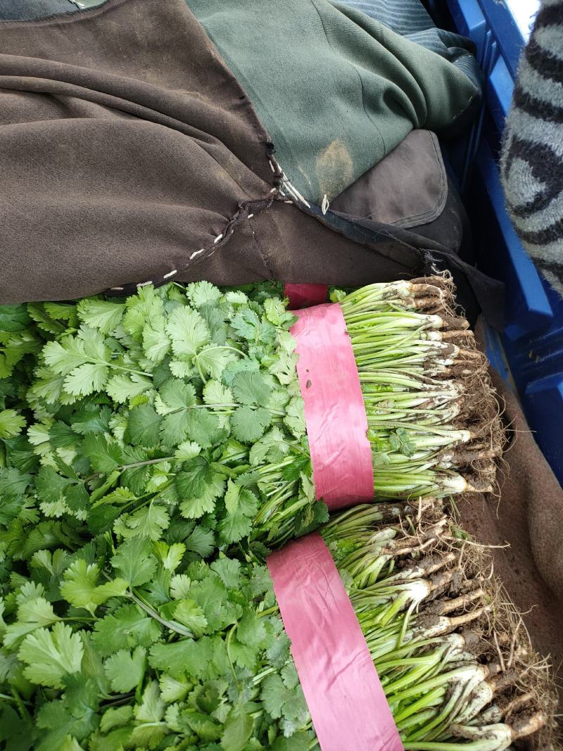 大叶青香菜大量上市中，近期发浙江，安徽，郑州等各大市场。