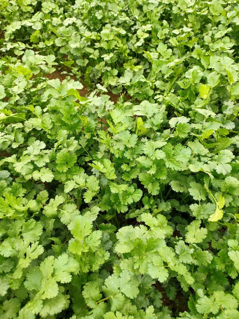 大叶青香菜大量上市中，近期发浙江，安徽，郑州等各大市场。