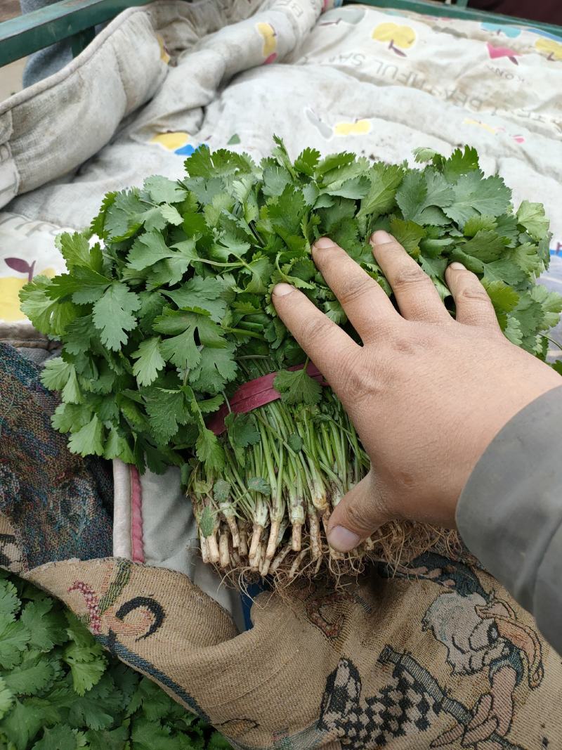 大叶青香菜大量上市中，近期发浙江，安徽，郑州等各大市场。