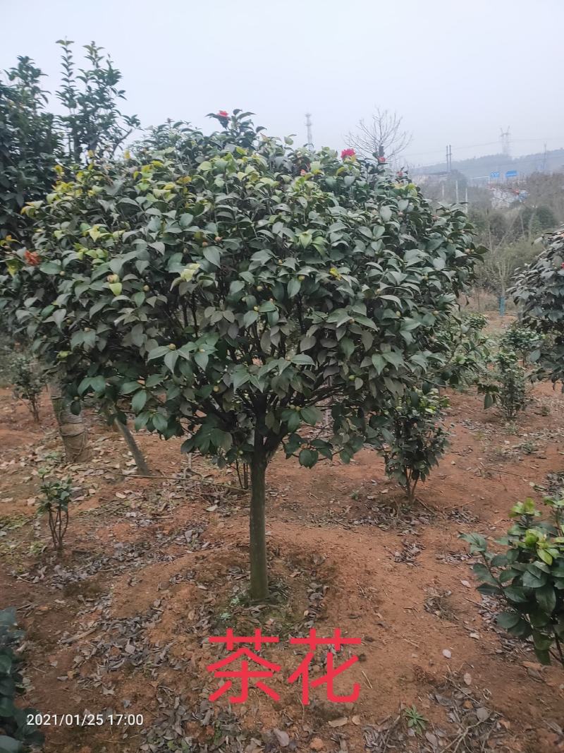 茶花球