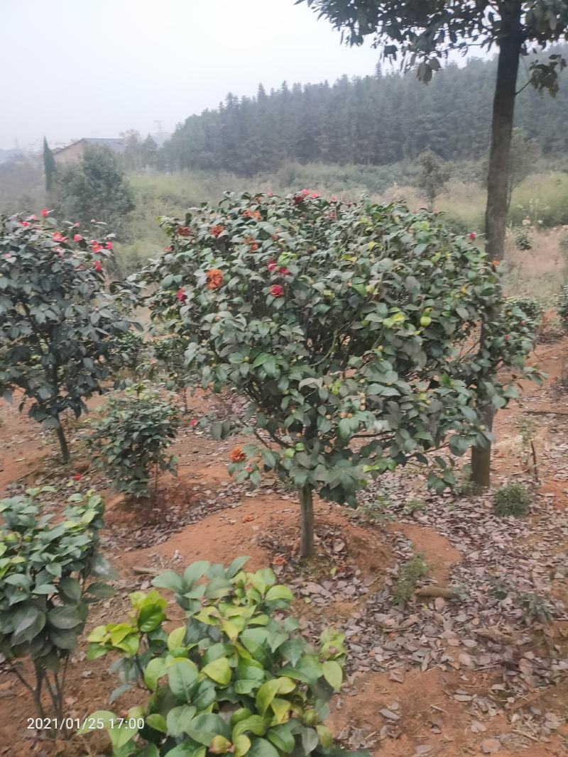 茶花球