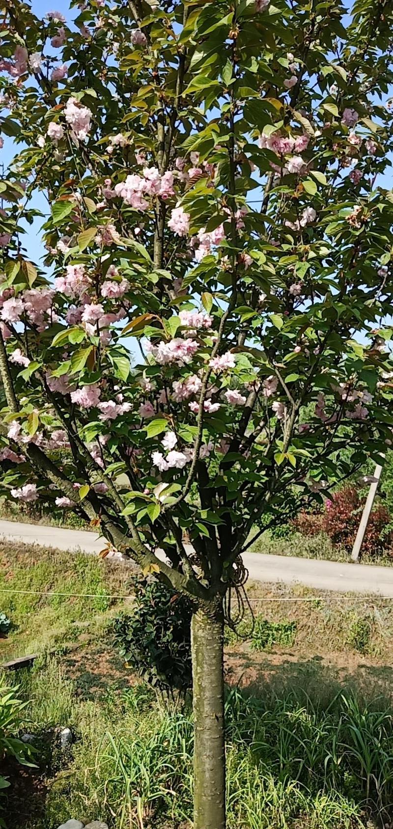 樱花/中国红/晚樱