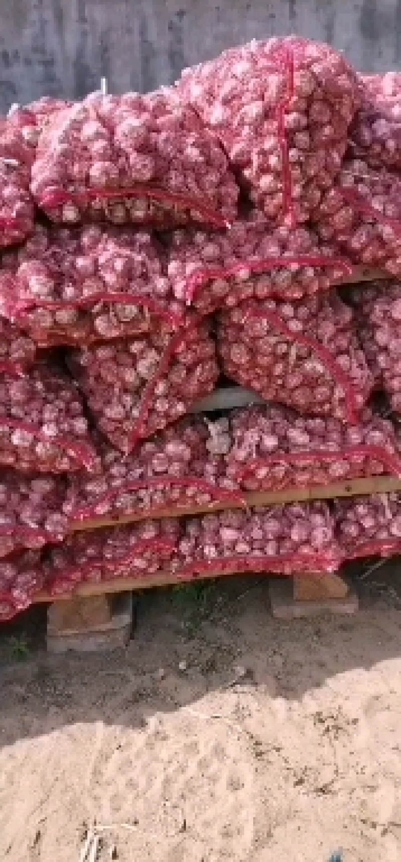 紫皮大蒜