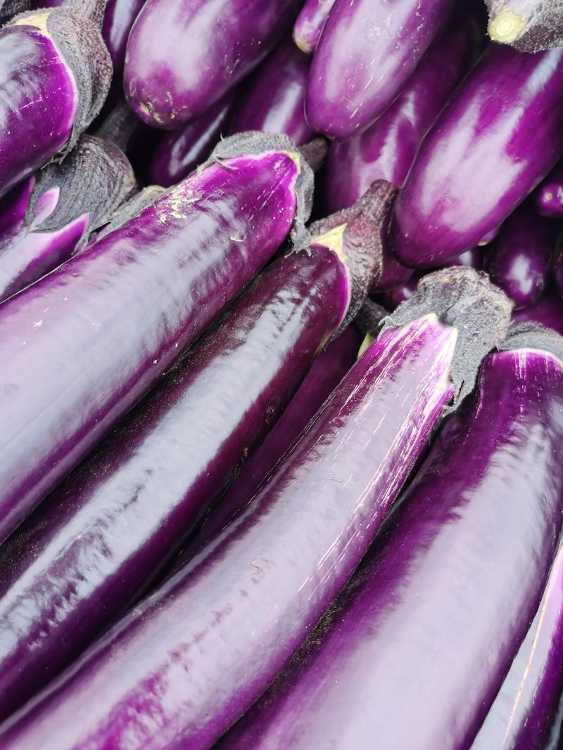 【真实报价】紫长茄，直发一手货源，保质保量欢迎咨询
