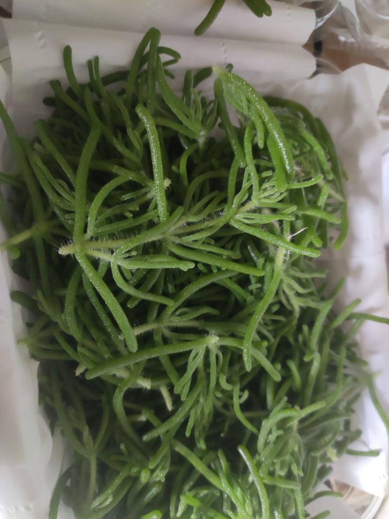 冰山美人，雪山冰草，枝杆番杏，网红菜，好吃，好看，基地长