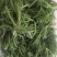冰山美人，雪山冰草，枝杆番杏，网红菜，好吃，好看，基地长