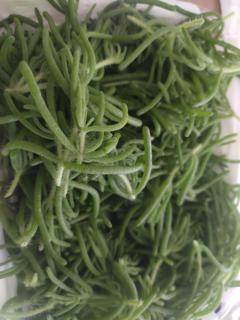 冰山美人，雪山冰草，枝杆番杏，网红菜，好吃，好看，基地长