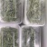 冰山美人，雪山冰草，枝杆番杏，网红菜，好吃，好看，基地长