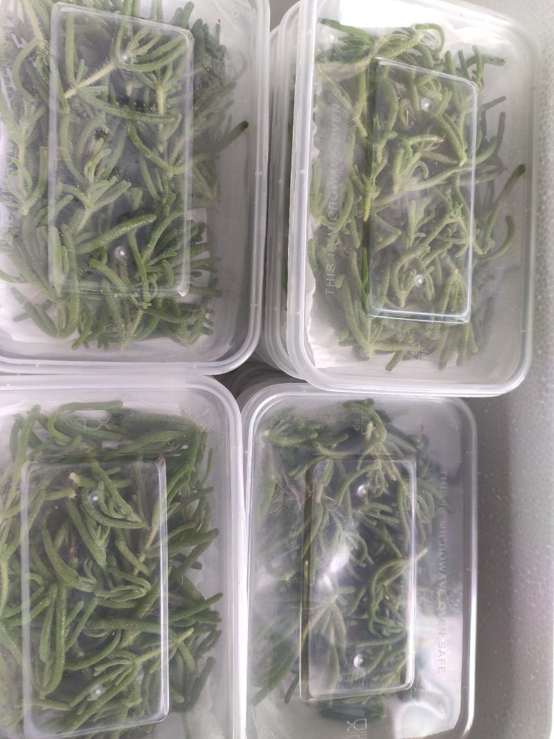 冰山美人，雪山冰草，枝杆番杏，网红菜，好吃，好看，基地长