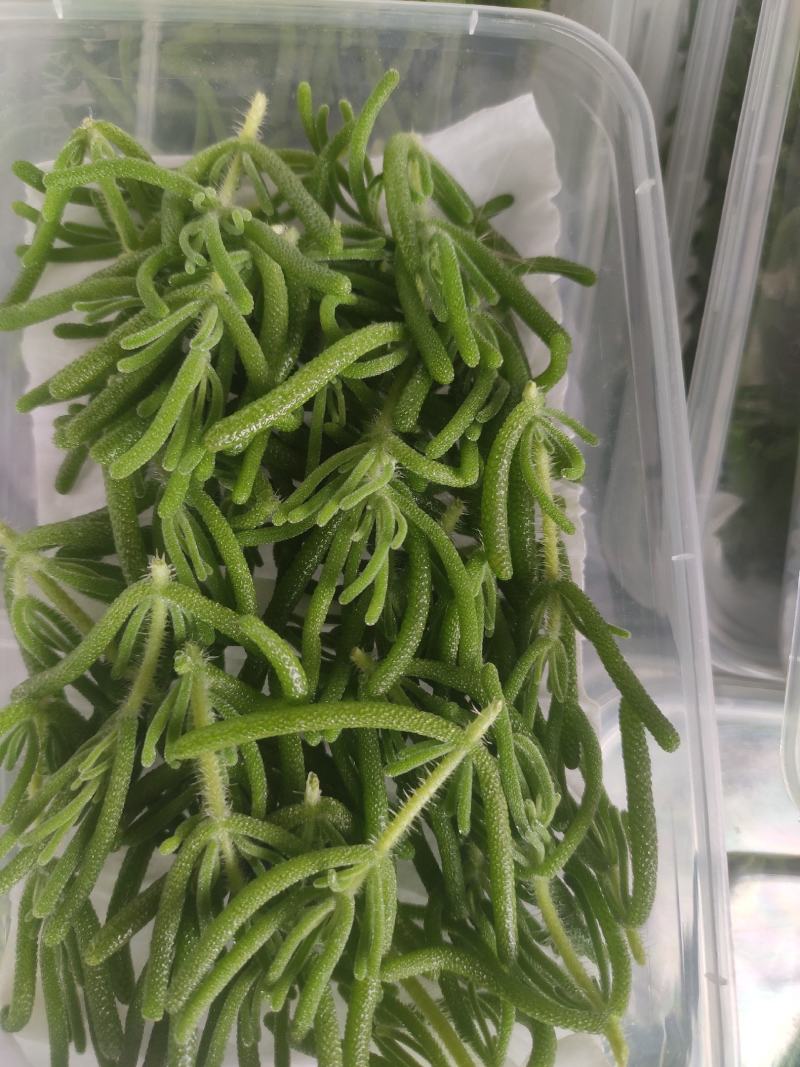 冰山美人，雪山冰草，枝杆番杏，网红菜，好吃，好看，基地长