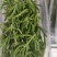 冰山美人，雪山冰草，枝杆番杏，网红菜，好吃，好看，基地长