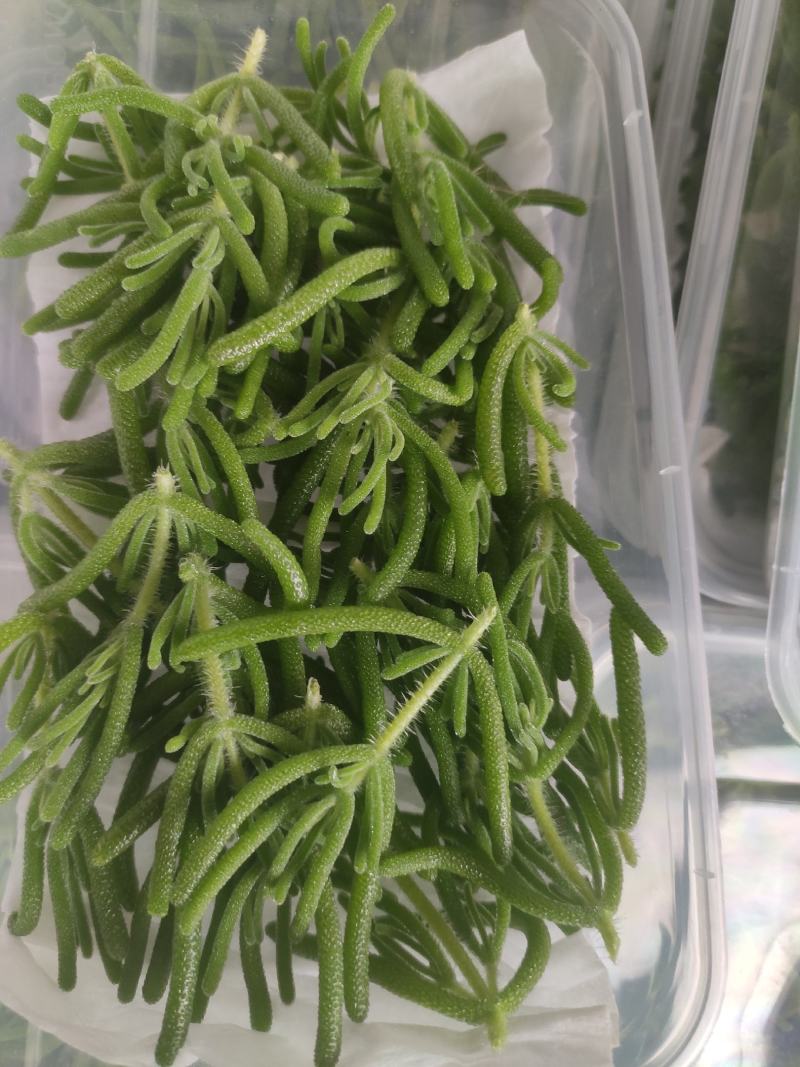 冰山美人，雪山冰草，枝杆番杏，网红菜，好吃，好看，基地长