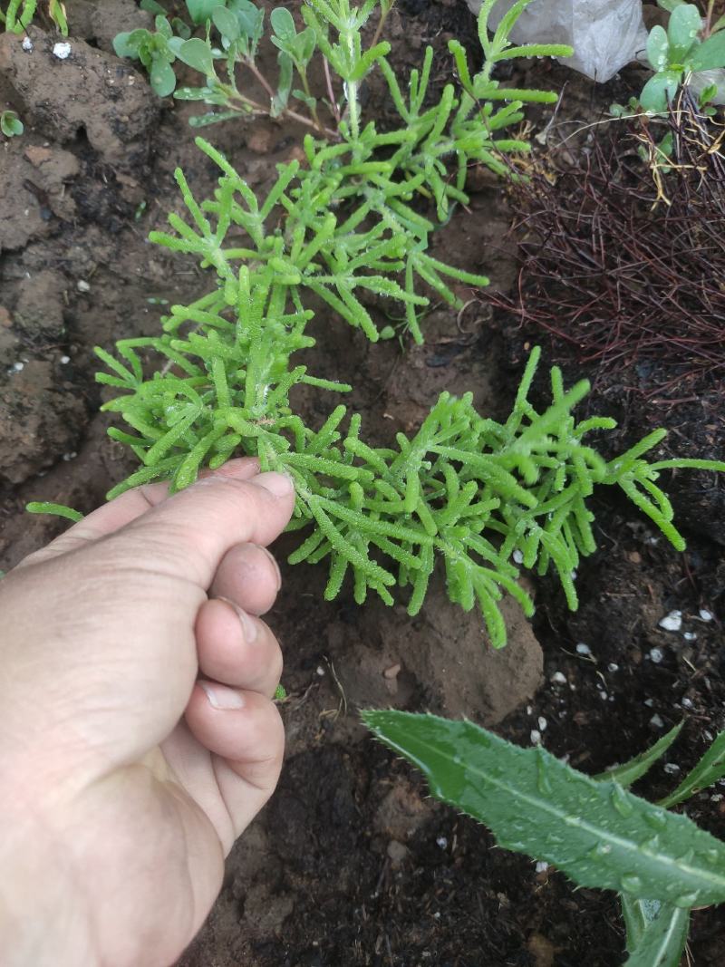 冰山美人，雪山冰草，枝杆番杏，网红菜，好吃，好看，基地长