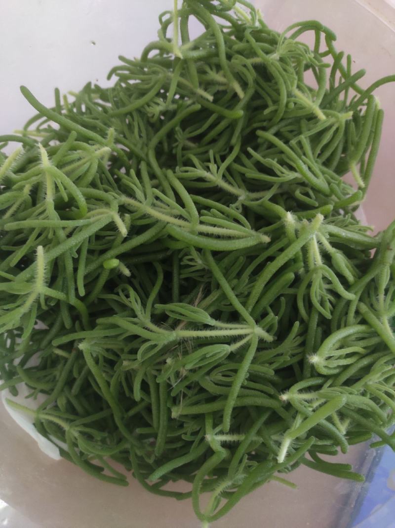 冰山美人，雪山冰草，枝杆番杏，网红菜，好吃，好看，基地长