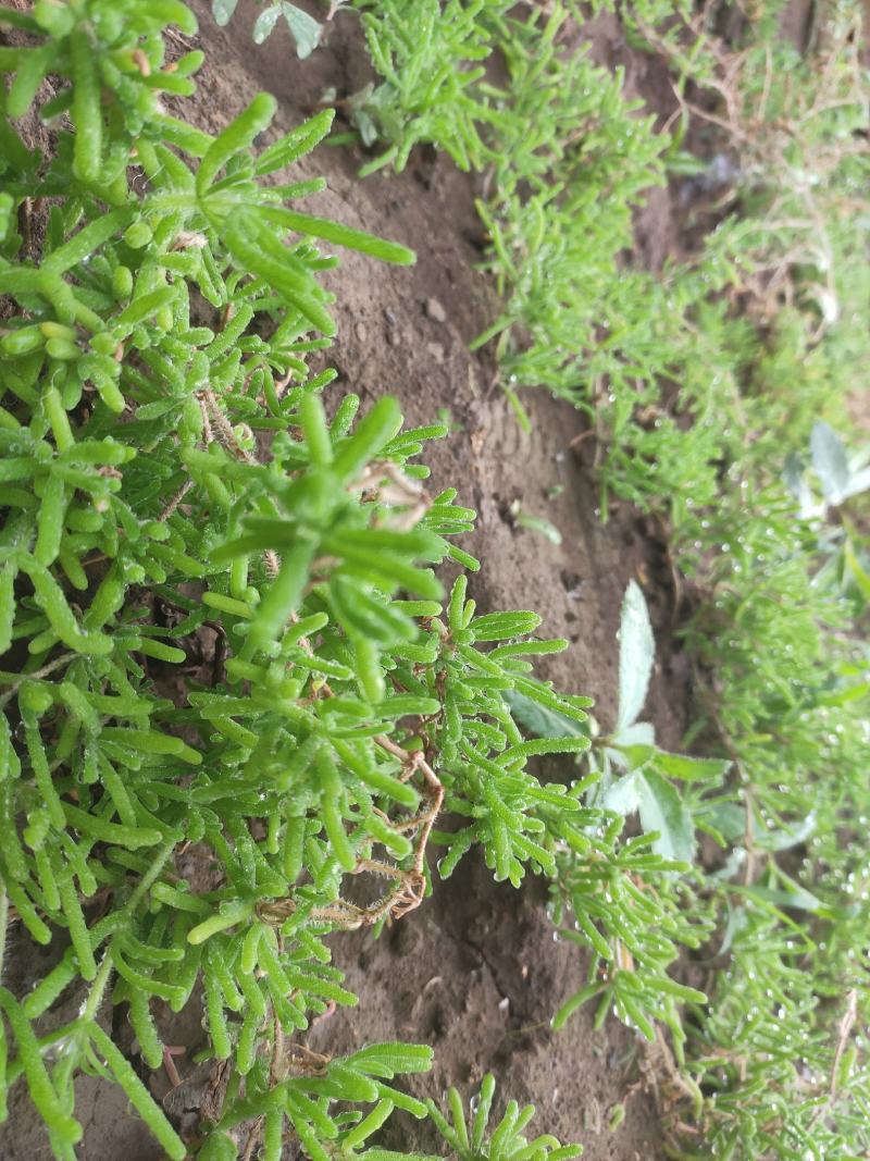 冰山美人，雪山冰草，枝杆番杏，网红菜，好吃，好看，基地长