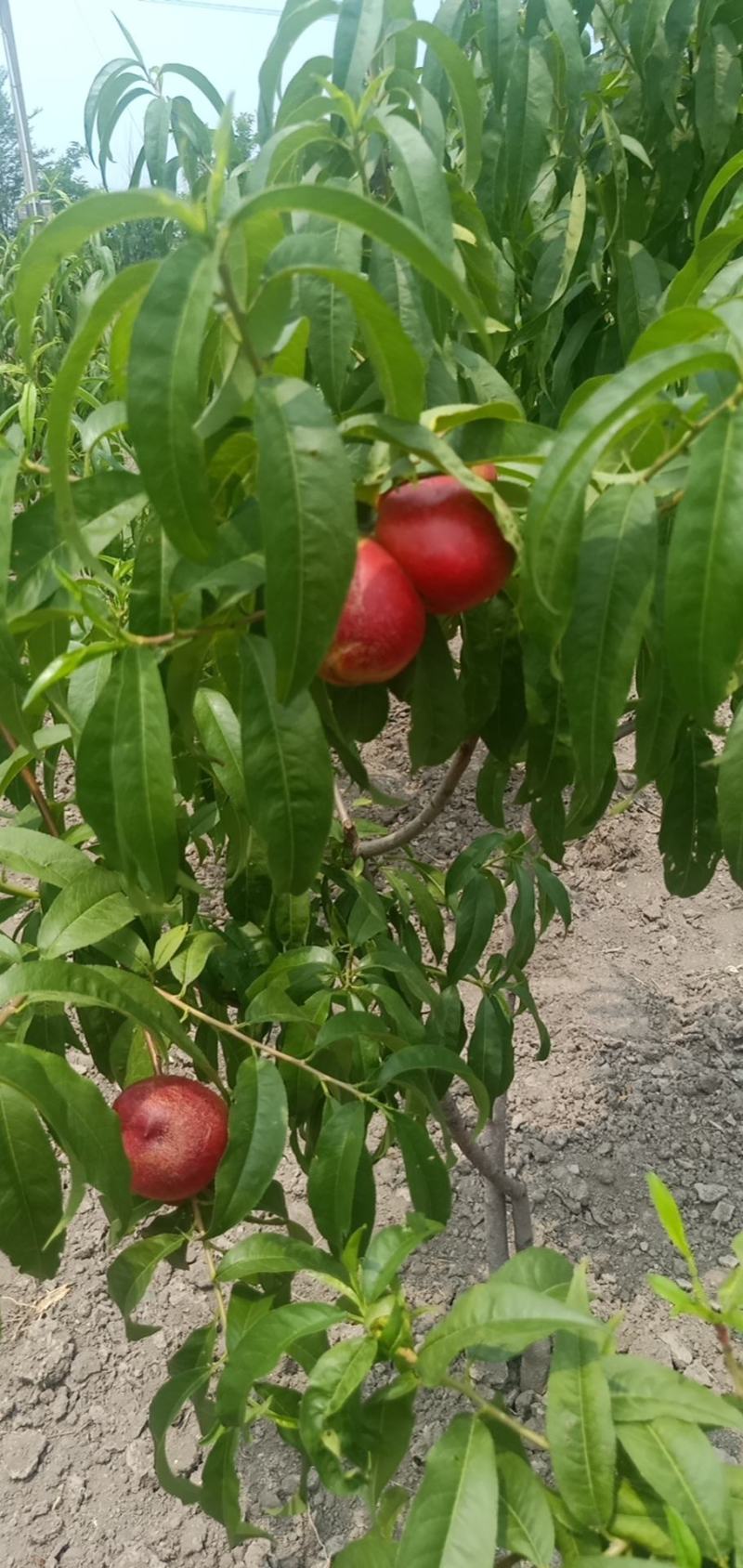 自家黄桃，果大，口甜