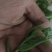 冰山美人，雪山冰草，枝杆番杏，网红菜，好吃，好看，基地长