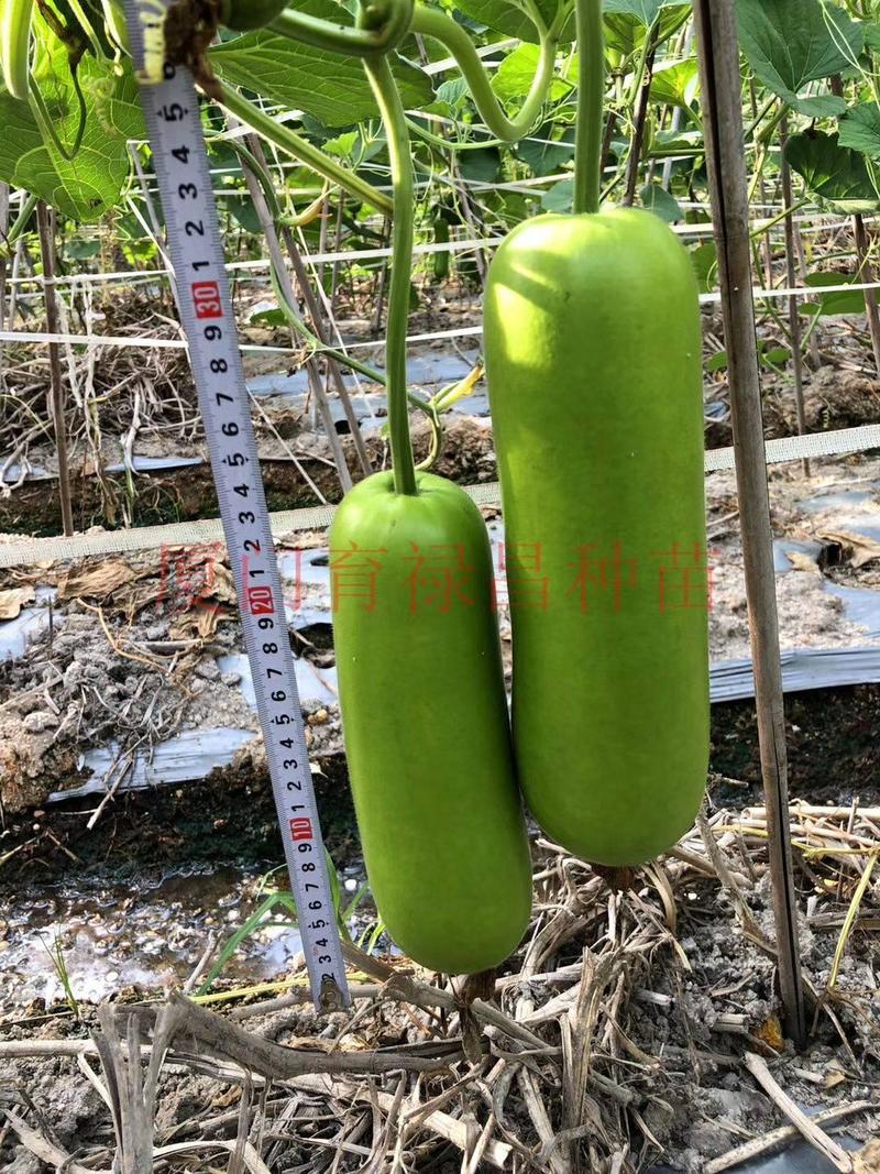 蒲瓜种子，瓠瓜种子瓜筒形，瓜皮翠绿有光泽瓜纵径24cm