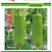 蒲瓜种子，瓠瓜种子瓜筒形，瓜皮翠绿有光泽瓜纵径24cm